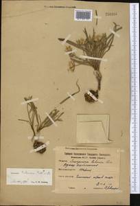 Gelasia tuberosa (Pall.) Zaika, Sukhor. & N. Kilian, Middle Asia, Northern & Central Kazakhstan (M10) (Kazakhstan)