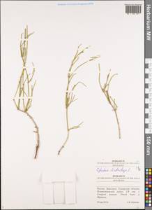 Ephedra distachya L., Eastern Europe, Middle Volga region (E8) (Russia)