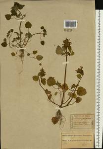 Lamium purpureum L., Eastern Europe, Central forest region (E5) (Russia)