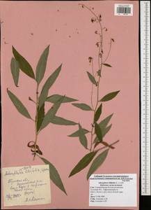 Adenophora liliifolia (L.) A.DC., Eastern Europe, Central region (E4) (Russia)