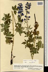 Delphinium inconspicuum Serg., Mongolia (MONG) (Mongolia)