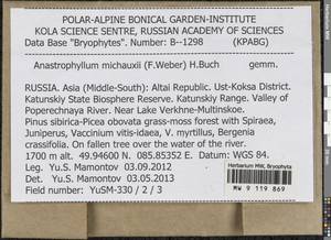 Anastrophyllum michauxii (F. Weber) H. Buch, Bryophytes, Bryophytes - Western Siberia (including Altai) (B15) (Russia)