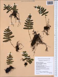Polypodium cambricum L., Western Europe (EUR) (United Kingdom)