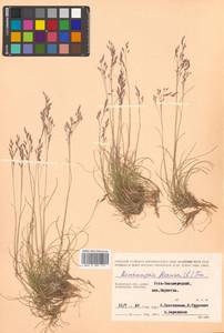 Avenella flexuosa (L.) Drejer, Siberia, Chukotka & Kamchatka (S7) (Russia)