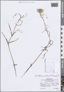 Fritillaria ruthenica Wikstr., Eastern Europe, Middle Volga region (E8) (Russia)