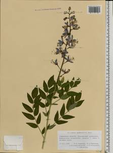 Dictamnus albus L., Eastern Europe, Central forest-and-steppe region (E6) (Russia)