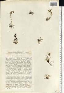 Omalotheca supina (L.) DC., Eastern Europe, Northern region (E1) (Russia)