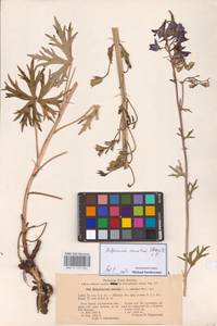 Delphinium cuneatum Steven ex DC., Eastern Europe, Central forest-and-steppe region (E6) (Russia)