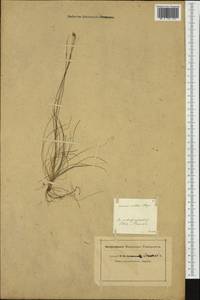 Carex alba Scop., Western Europe (EUR)