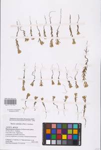 Sedobassia sedoides (Pall.) Freitag & G. Kadereit, Eastern Europe, Central forest-and-steppe region (E6) (Russia)