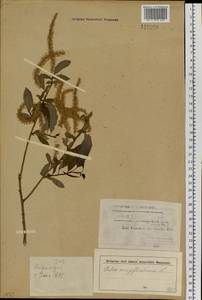 Salix triandra L., Siberia, Altai & Sayany Mountains (S2) (Russia)