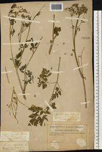 Conium maculatum L., Eastern Europe, Central forest-and-steppe region (E6) (Russia)