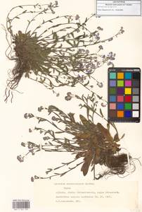 Myosotis radix-palaris A.P.Khokhr., Caucasus, Georgia (K4) (Georgia)
