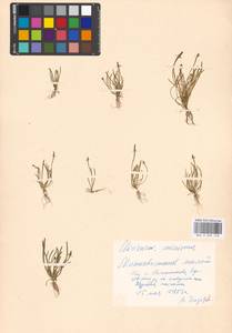 Myosurus minimus L., Eastern Europe, Moscow region (E4a) (Russia)