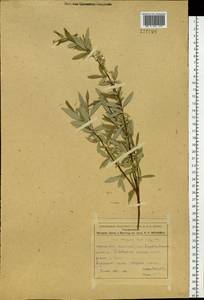 Salix brachypoda (Trautv. & C.A. Mey.) Kom., Siberia, Yakutia (S5) (Russia)