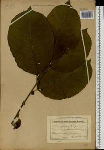 Salix caprea L., Eastern Europe, Belarus (E3a) (Belarus)