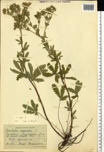 Potentilla recta L., Eastern Europe, North Ukrainian region (E11) (Ukraine)