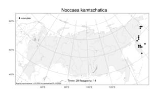 Noccaea kamtschatica (Karav.) Czerep., Atlas of the Russian Flora (FLORUS) (Russia)