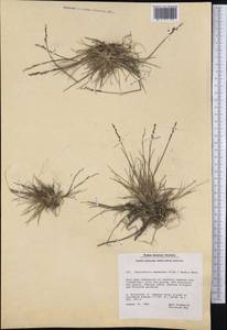Puccinellia angustata (R.Br.) E.L.Rand & Redfield, America (AMER) (Greenland)