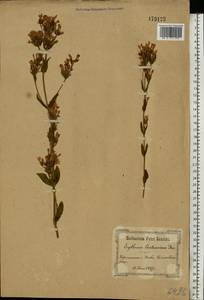 Centaurium erythraea Rafn, Eastern Europe, North Ukrainian region (E11) (Ukraine)