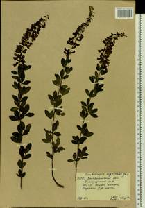 Cytisus nigricans L., Eastern Europe, West Ukrainian region (E13) (Ukraine)