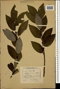 Salix caprea × caucasica, Caucasus, Georgia (K4) (Georgia)