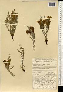 Cymbaria daurica L., Mongolia (MONG) (Mongolia)