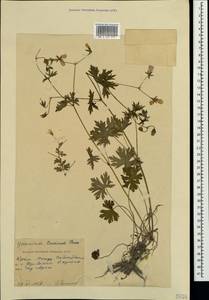 Geranium asphodeloides Burm. f., Crimea (KRYM) (Russia)
