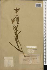 Agrostemma githago L., Caucasus, Georgia (K4) (Georgia)