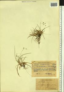 Luzula arcuata subsp. unalaschkensis (Buch.) Hultén, Siberia, Chukotka & Kamchatka (S7) (Russia)