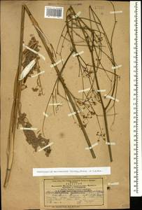 Chaerophyllum macrospermum (Willd. ex Spreng.) Fisch. & C. A. Mey., Caucasus, Armenia (K5) (Armenia)