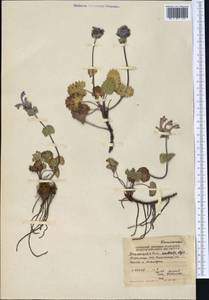 Dracocephalum imberbe Bunge, Middle Asia, Northern & Central Tian Shan (M4) (Kyrgyzstan)