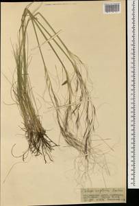 Stipa krylovii Roshev., Mongolia (MONG) (Mongolia)