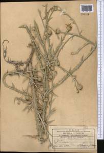 Cousinia platylepis Schrenk ex Fisch. & C. A. Mey., Middle Asia, Syr-Darian deserts & Kyzylkum (M7) (Uzbekistan)
