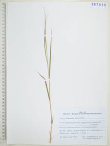 Calamagrostis lapponica (Wahlenb.) Hartm., Siberia, Russian Far East (S6) (Russia)