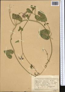 Cynanchum acutum subsp. sibiricum (Willd.) Rech. fil., Middle Asia, Muyunkumy, Balkhash & Betpak-Dala (M9) (Kazakhstan)