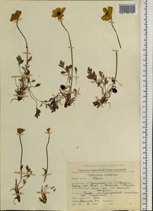 Oreomecon radicatum subsp. radicatum, Siberia, Chukotka & Kamchatka (S7) (Russia)