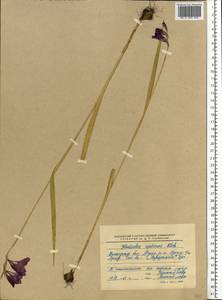 Gladiolus tenuis M.Bieb., Eastern Europe, Lower Volga region (E9) (Russia)