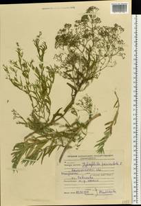 Gypsophila paniculata L., Eastern Europe, North-Western region (E2) (Russia)