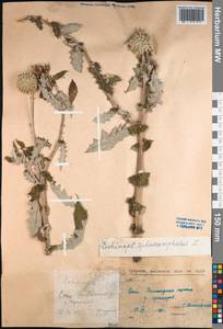 Echinops sphaerocephalus L., Caucasus, Black Sea Shore (from Novorossiysk to Adler) (K3) (Russia)