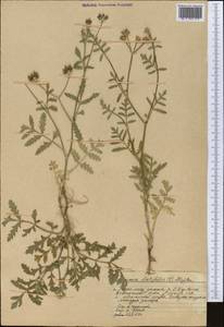 Turgenia latifolia (L.) Hoffm., Middle Asia, Western Tian Shan & Karatau (M3) (Kazakhstan)