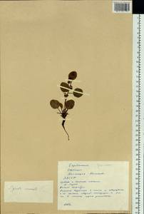 Pyrola asarifolia subsp. incarnata (DC.) A. E. Murray, Siberia, Yakutia (S5) (Russia)