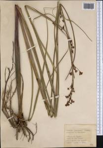 Cladium mariscus subsp. jamaicense (Crantz) Kük., America (AMER) (Cuba)