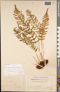 Polypodium vulgare L., Caucasus (no precise locality) (K0)