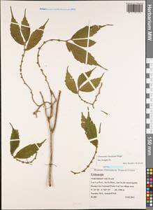 Elatostema lineolatum Wight, South Asia, South Asia (Asia outside ex-Soviet states and Mongolia) (ASIA) (Vietnam)