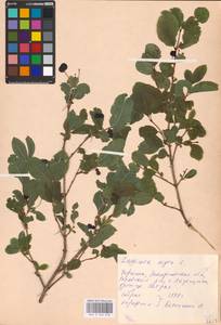 Lonicera nigra L., Eastern Europe, West Ukrainian region (E13) (Ukraine)