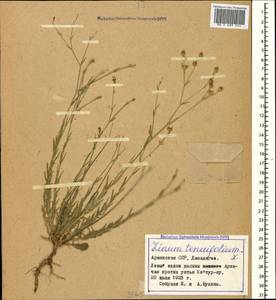 Linum tenuifolium L., Caucasus, Armenia (K5) (Armenia)