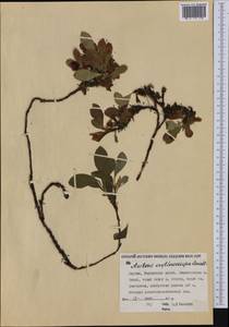 Arctostaphylos rubra (Rehder & E. H. Wilson) Fernald, Siberia, Yakutia (S5) (Russia)