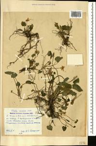 Viola suavis M. Bieb., Caucasus, Stavropol Krai, Karachay-Cherkessia & Kabardino-Balkaria (K1b) (Russia)