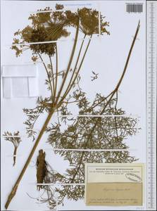 Coristospermum lucidum subsp. seguieri (Jacq.) Banfi & Bracchi, Western Europe (EUR) (Italy)
